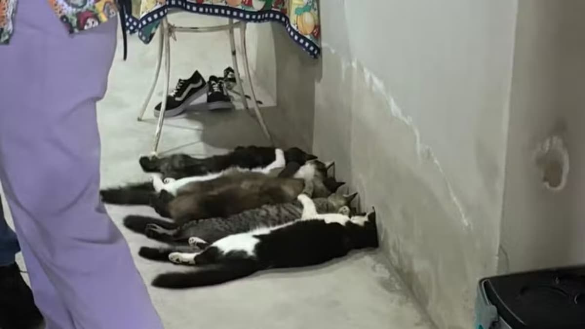 Denúncia maus-tratos e associação criminosa é aceita em Monte Alto